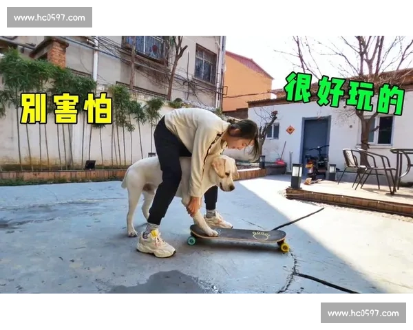 拉布拉多犬竞技大赛精彩纷呈 展现极限运动与卓越训练水平