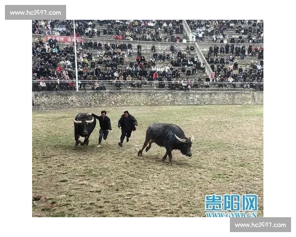 贵阳精彩斗牛比赛全纪录高清视频精彩瞬间大集合
